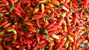 Cabe asli indonesia