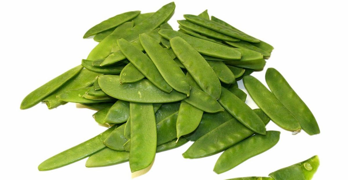 KACANG KAPRI