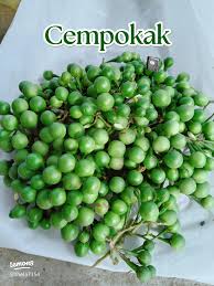 Cempokak